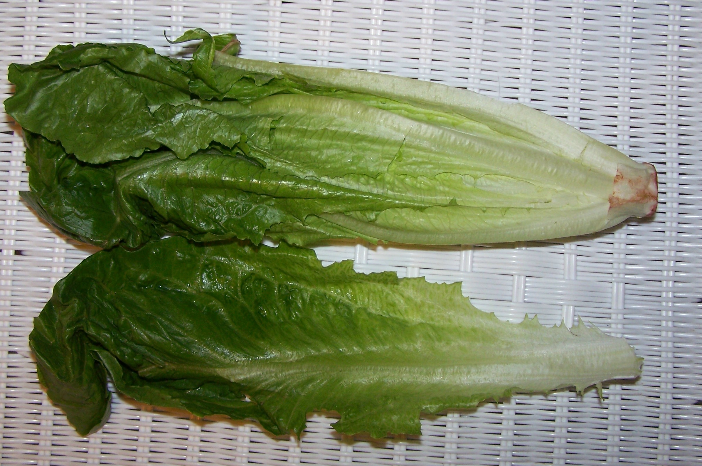 Romaine lettuce cos